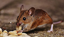 24 Hour & Emergency Exterminators in Tongue Point, OR